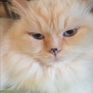 Meet your Posher, Cindi